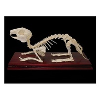 Скелет кролика - «globural.ru» - Миасс