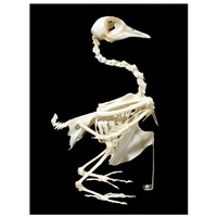 Скелет голубя - «globural.ru» - Миасс