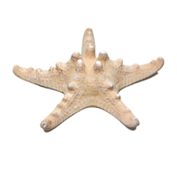 Сухой препарат "Звезда морская" (вариант 2) - «globural.ru» - Миасс