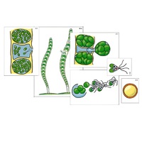 Модель-аппликация "Размножение многоклеточной водоросли" (ламинированная) - «globural.ru» - Миасс