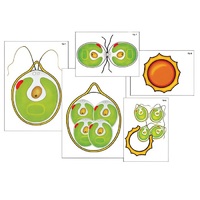 Модель-аппликация "Размножение одноклеточной водоросли" (ламинированная) - «globural.ru» - Миасс