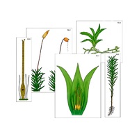 Модель-аппликация "Размножение мха" (ламинированная) - «globural.ru» - Миасс