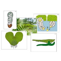 Модель-аппликация "Размножение папоротника" (ламинированная) - «globural.ru» - Миасс
