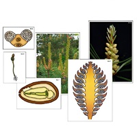 Модель-аппликация "Размножение сосны" (ламинированная) - «globural.ru» - Миасс