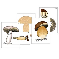 Модель-аппликация "Размножение шляпочного гриба" (ламинированная) - «globural.ru» - Миасс