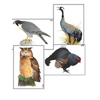 Модель-аппликация "Разнообразие высших хордовых 1. Пресмыкающиеся и птицы" (ламинированная) - «globural.ru» - Миасс