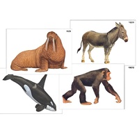 Модель-аппликация "Разнообразие высших хордовых 2. Млекопитающие" (ламинированная) - «globural.ru» - Миасс