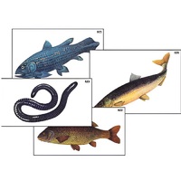 Модель-аппликация "Разнообразие низших и высших хордовых" (ламинированная) - «globural.ru» - Миасс