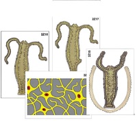 Модель-аппликация "Строение и размножение гидры" (ламинированная) - «globural.ru» - Миасс