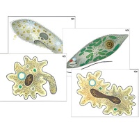 Модель-аппликация "Строение и разнообразие простейших" (ламинированная) - «globural.ru» - Миасс