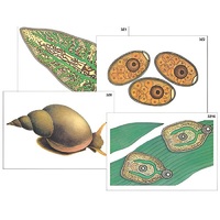 Модель-аппликация "Циклы развития печеночного сосальщика и бычьего цепня" (ламинированная) - «globural.ru» - Миасс