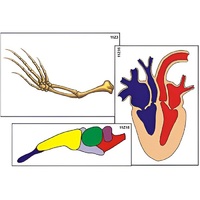 Модель-аппликация "Эволюция важнейших систем органов позвоночных" (ламинированная) - «globural.ru» - Миасс