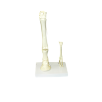 Модель "Скелет конечностей лошади и овцы" (на подставке) - «globural.ru» - Миасс