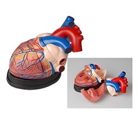 Модель сердца в разрезе (демонстрационная) - «globural.ru» - Миасс