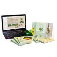 Гербарий натурально-интерактивный "Дикорастущие растения" - «globural.ru» - Миасс