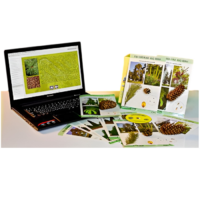 Коллекция натурально-интерактивная "Голосеменные растения" - «globural.ru» - Миасс