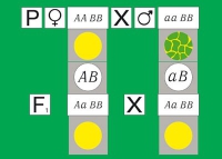 Модель-аппликация Дигибридное скрещивание. Законы Менделя. (набор из 84 карт) - «globural.ru» - Миасс