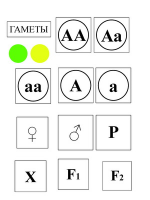 Модель-аппликация Моногибридное скрещивание и его цитологические основы - «globural.ru» - Миасс