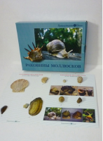 Коллекция "Раковины моллюсков" (вариант 2) - «globural.ru» - Миасс