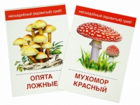 Раздаточные карточки "Грибы съедобные и не съедобные" - «globural.ru» - Миасс