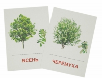 Раздаточные карточки "Деревья и кустарники" - «globural.ru» - Миасс