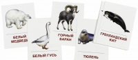 Раздаточные карточки "Животные холодных широт" - «globural.ru» - Миасс