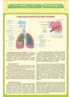 Стенд "Дыхательная система" - «globural.ru» - Миасс