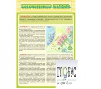 Стенд "Биосинтез белка" - «globural.ru» - Миасс