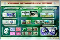 Электрифицированный стенд "Уровни организации жизни" - «globural.ru» - Миасс