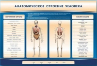 Электрифицированный стенд-тренажер c макетом скелета "Анатомическое строение человека" - «globural.ru» - Миасс