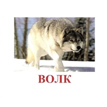 Карточки Домана "Дикие животные-1" - «globural.ru» - Миасс