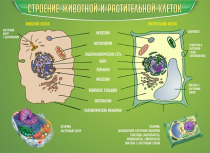 Стенд "Строение животной и растительной клеток" - «globural.ru» - Миасс