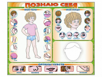 Стенд маркерный "Познаю себя" (тело, голова, органы чувств) - «globural.ru» - Миасс
