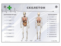 Электрифицированный стенд-тренажер "Скелетон" - «globural.ru» - Миасс