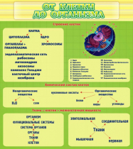 Стенд "От клетки до организма" - «globural.ru» - Миасс