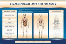Электрифицированный стенд-тренажер c макетом скелета "Анатомическое строение человека" - «globural.ru» - Миасс