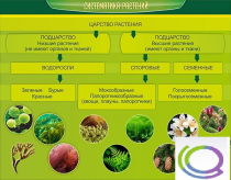Стенд "Систематика растений" - «globural.ru» - Миасс