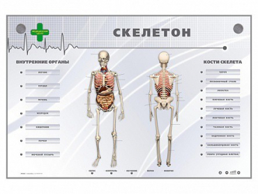 Электрифицированный стенд-тренажер "Скелетон" - «globural.ru» - Миасс