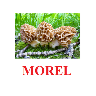 "Mushrooms" ("Грибы") английские карточки Домана - «globural.ru» - Миасс