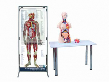 Интерактивный учебный комплекс "Анатомический атлас 3D" - «globural.ru» - Миасс