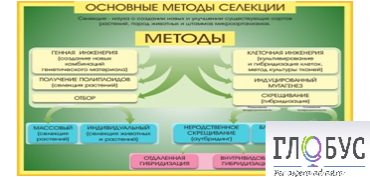 Стенд "Методы селекции и биотехнологии" - «globural.ru» - Миасс