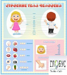 Стенд "Строение человека" для детей - «globural.ru» - Миасс