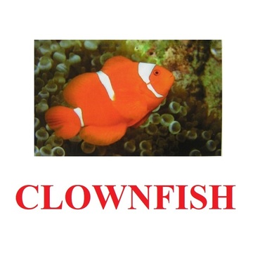 "Fish" ("Рыбы") английские карточки Домана - «globural.ru» - Миасс